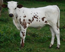 PCC BIG NEWS x Lady Lite BULL 