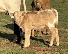 Bull calf 