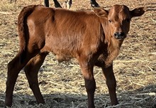 Bull Calf