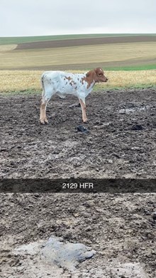 BC Heifer - RTTS 4